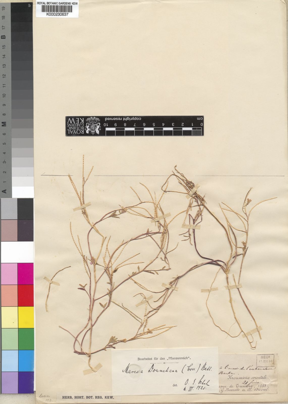 Malcolmia doumetiana (Coss.) Rouy