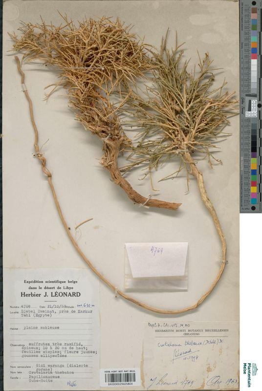 Crotalaria thebaica (Delile) DC.