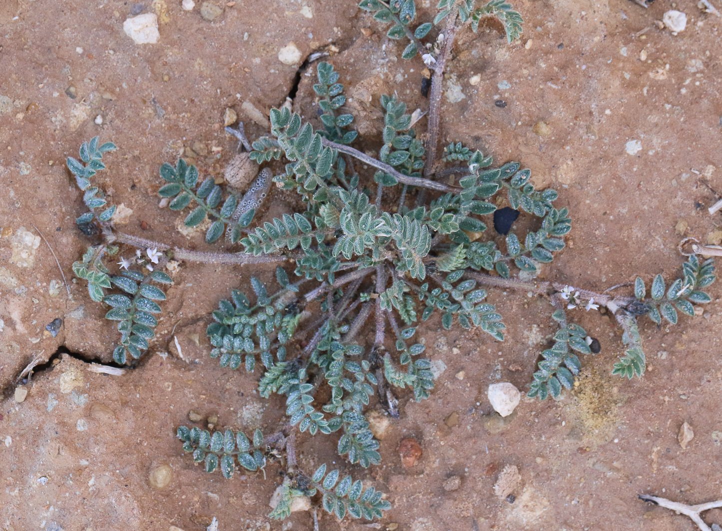 Astragalus stella L.