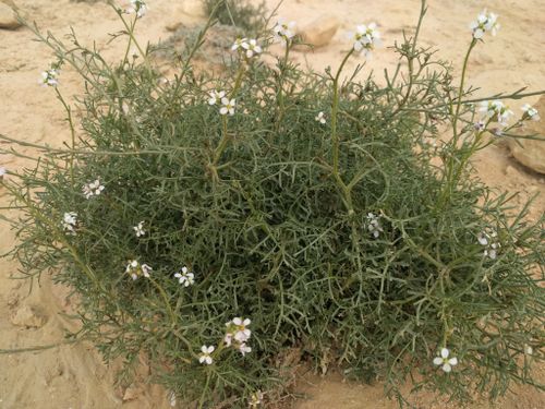 Erucaria microcarpa Boiss.