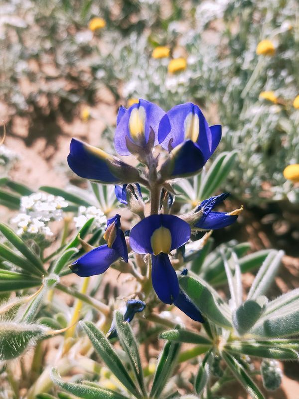 Lupinus digitatus Forssk.