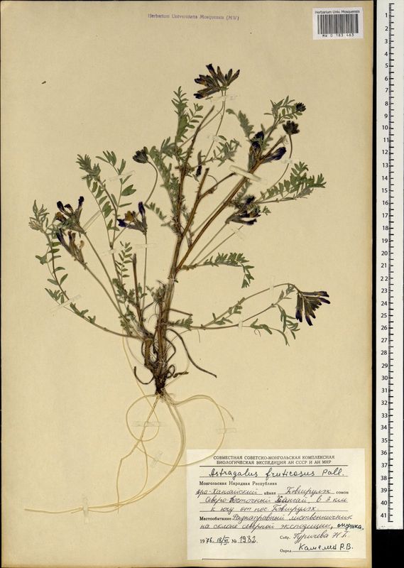 Astragalus fruticosus Forssk.