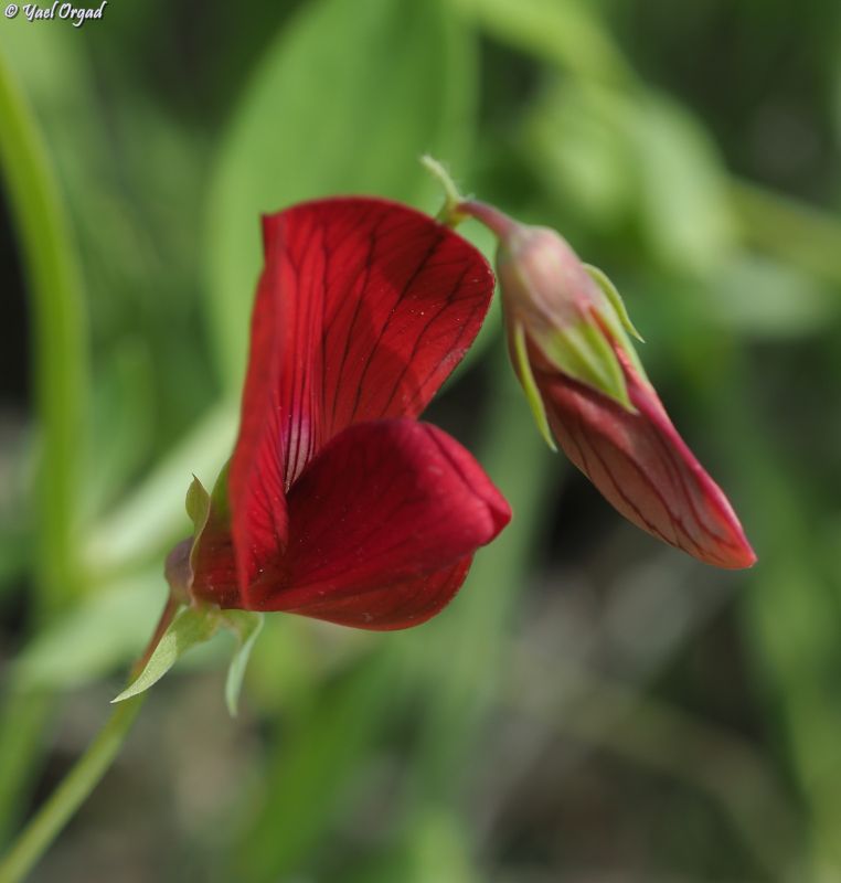 Lathyrus pseudocicera Pamp. 