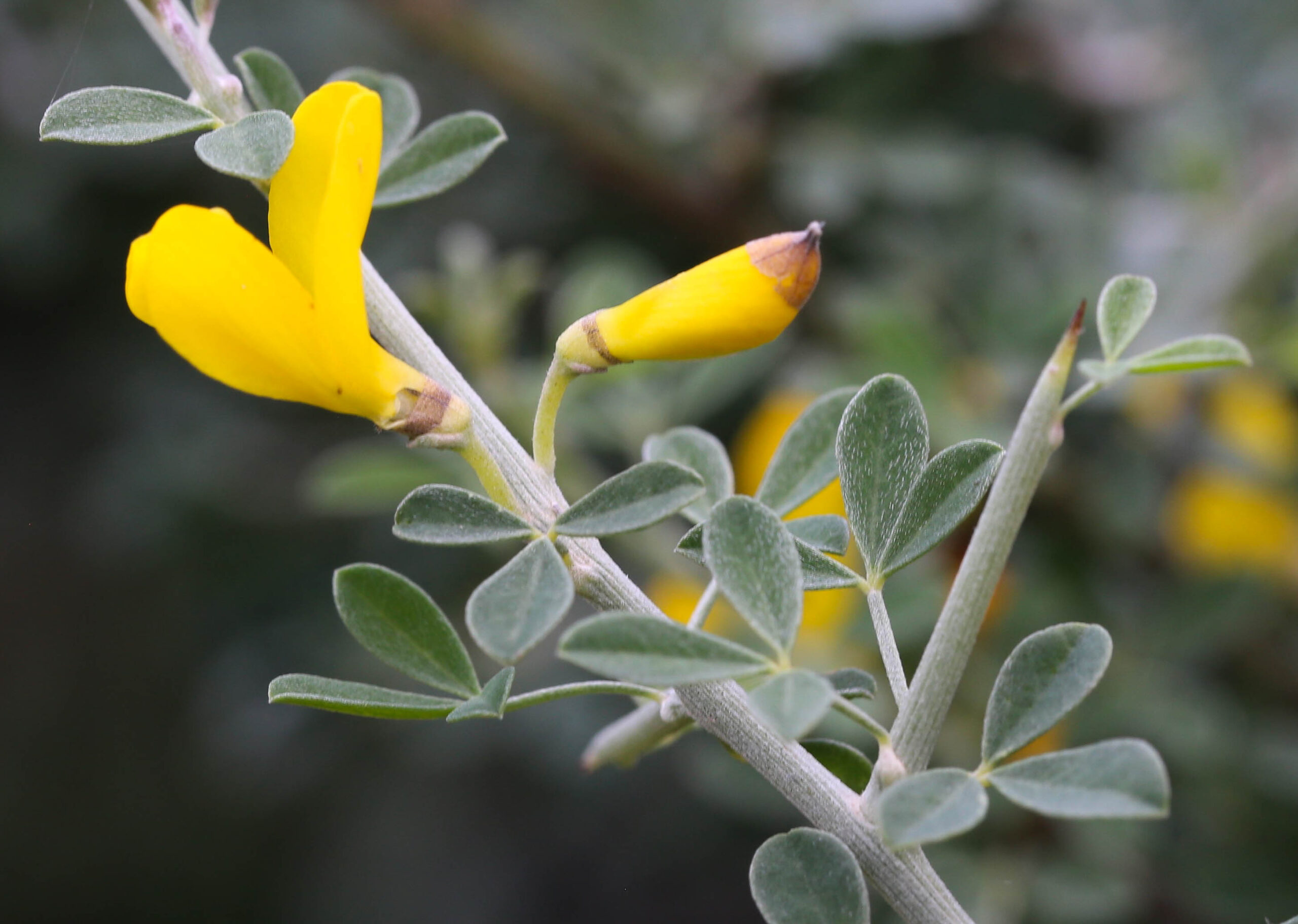 Calicotome villosa (Poir.) Link