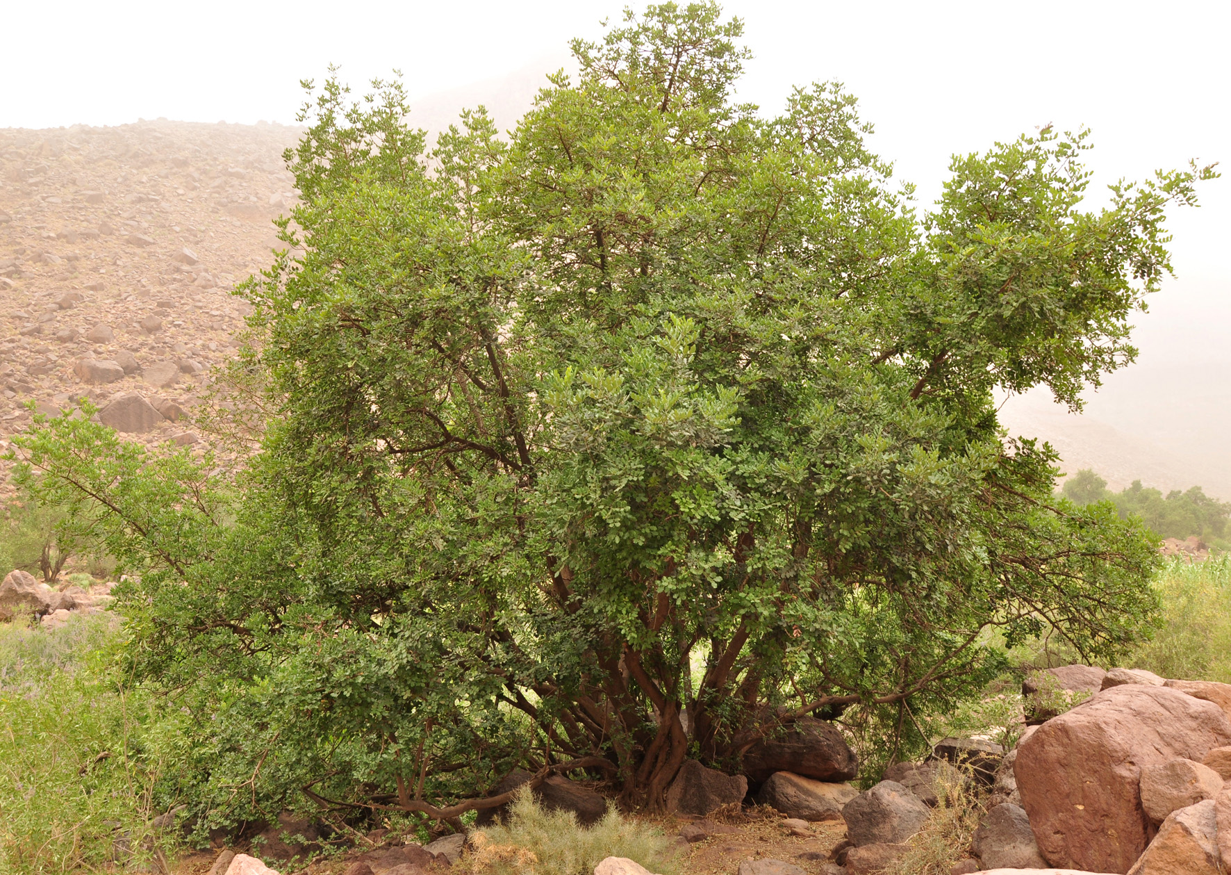 Ceratonia siliqua L.