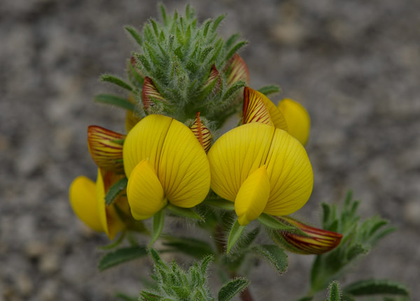 Ononis natrix L.