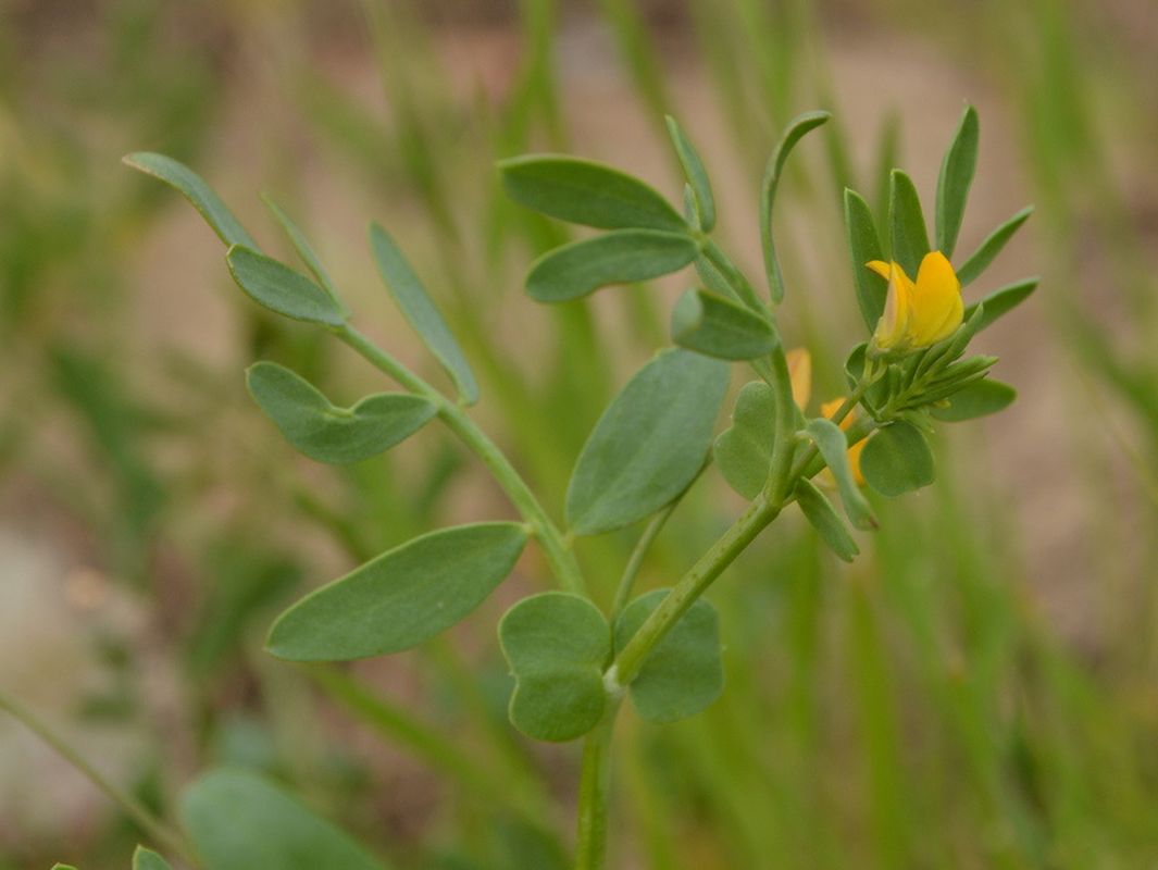 Coronilla repanda (Poir.) Guss.