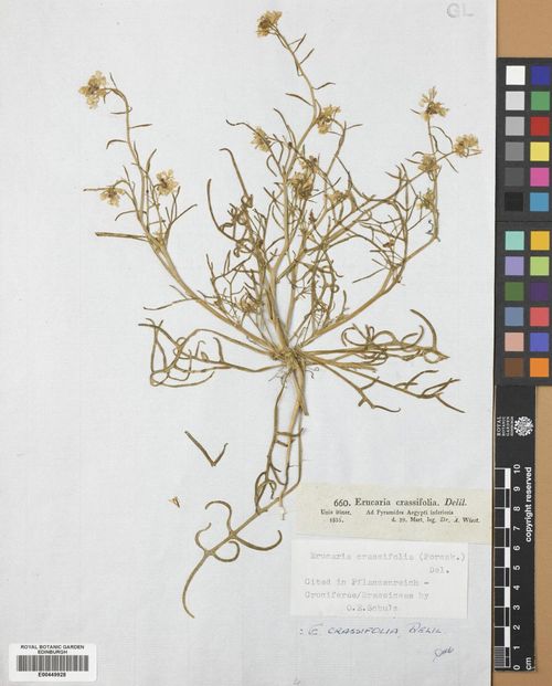 Erucaria crassifolia (Forssk.) Delile
