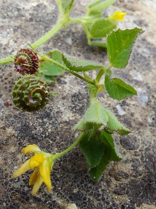 Medicago turbinata (L.) All.