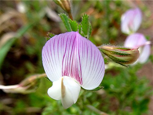 Ononis pendula Desf.