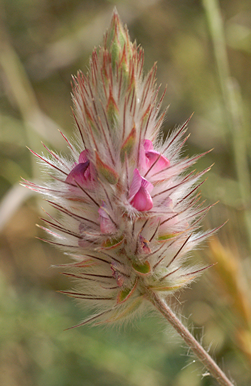 Ebenus pinnata Aiton