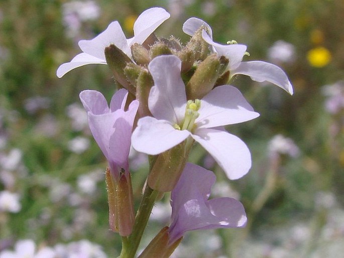 Erucaria hispanica (L.) Druce