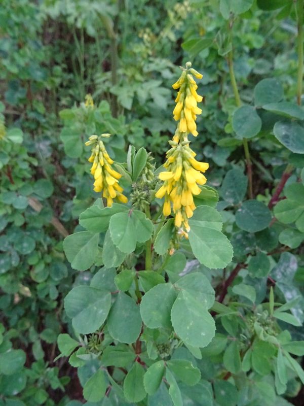 Melilotus italicus (L.) Lam. 