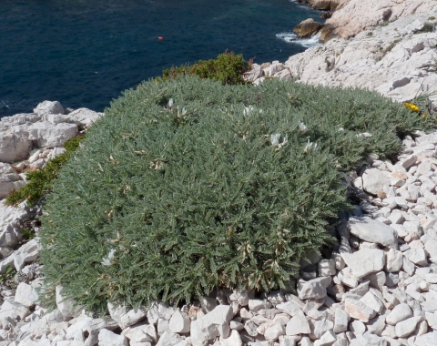 Astragalus tragacantha L.