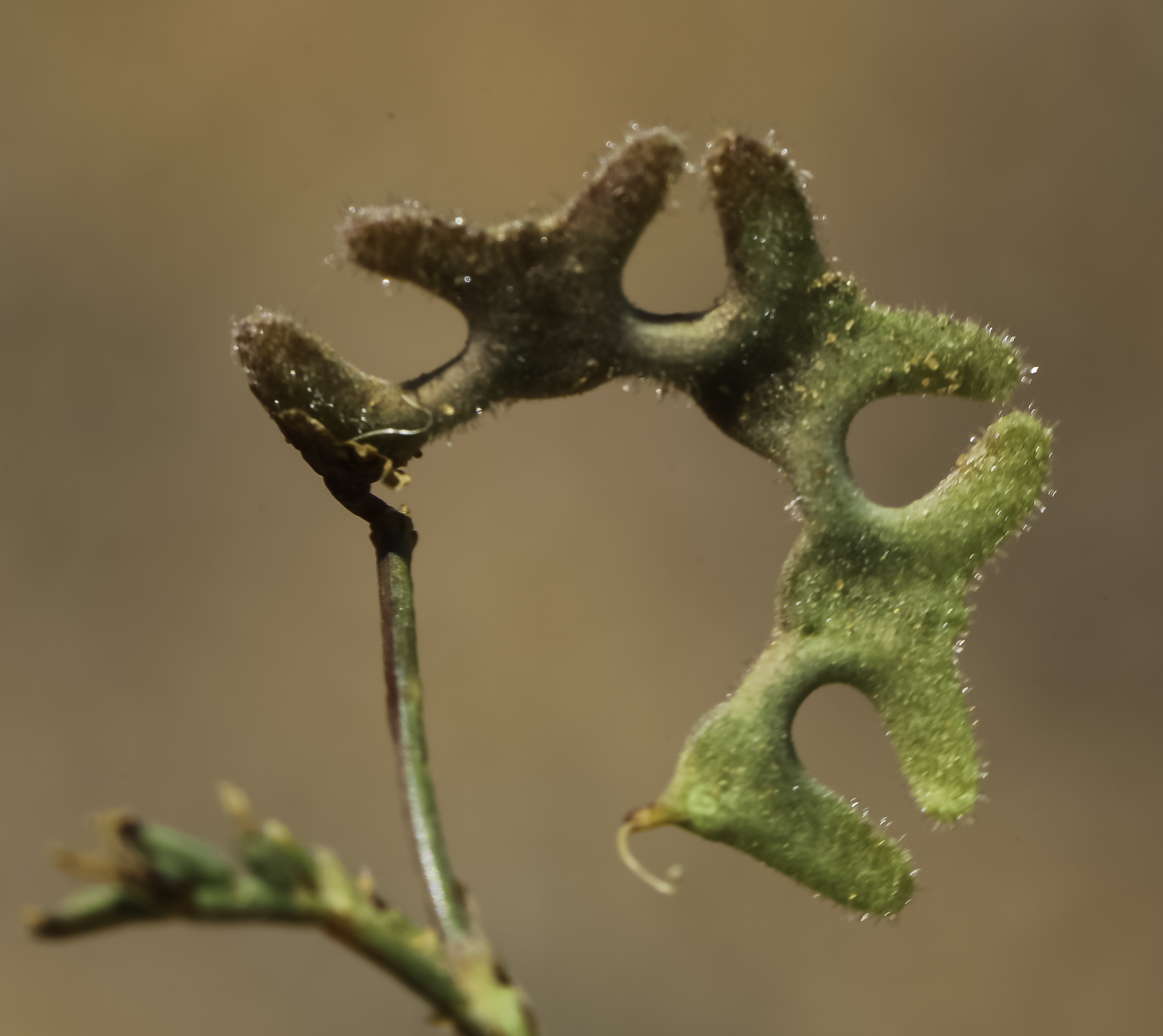 Hippocrepis areolata Desv.