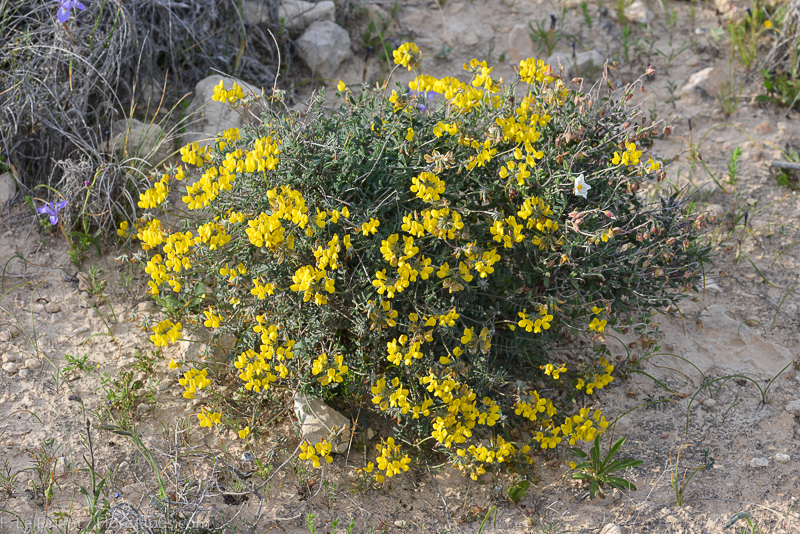 Hippocrepis scabra DC.