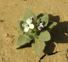 Morettia philaeana (Delile) DC.