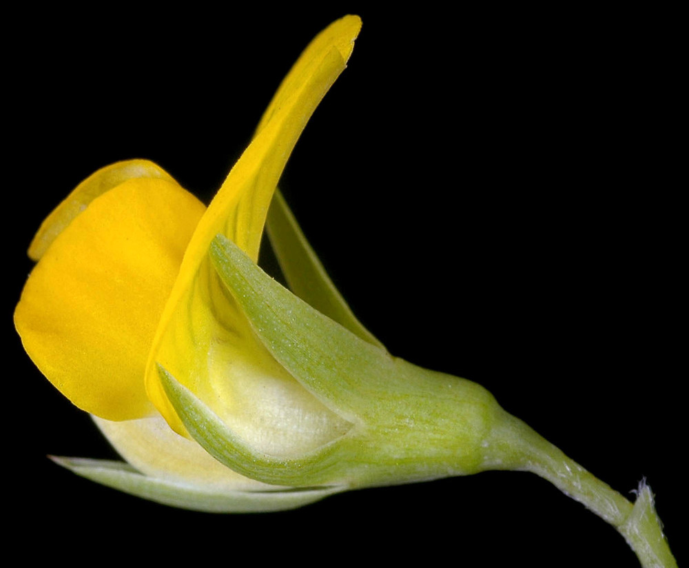 Lathyrus aphaca L.