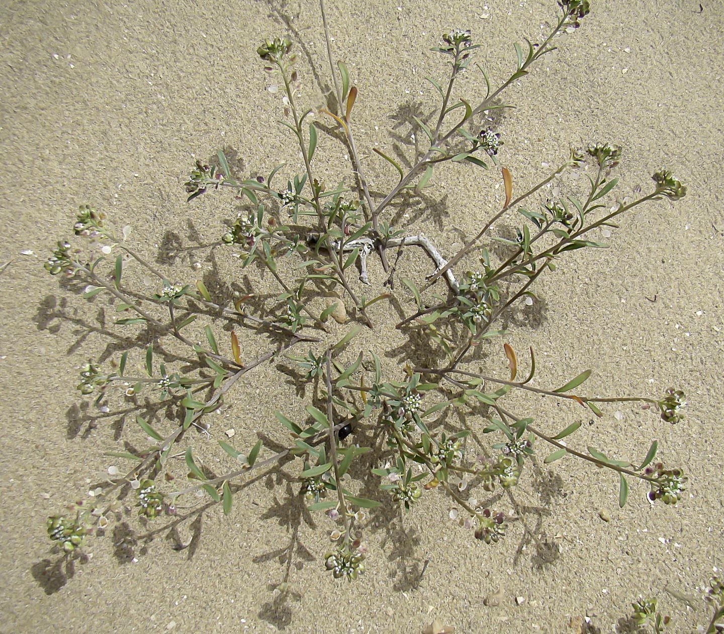 Lobularia libyca (Viv.) Meisn