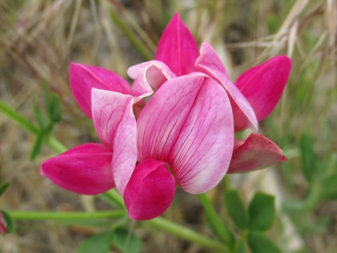 Lotus gebelia Vent.