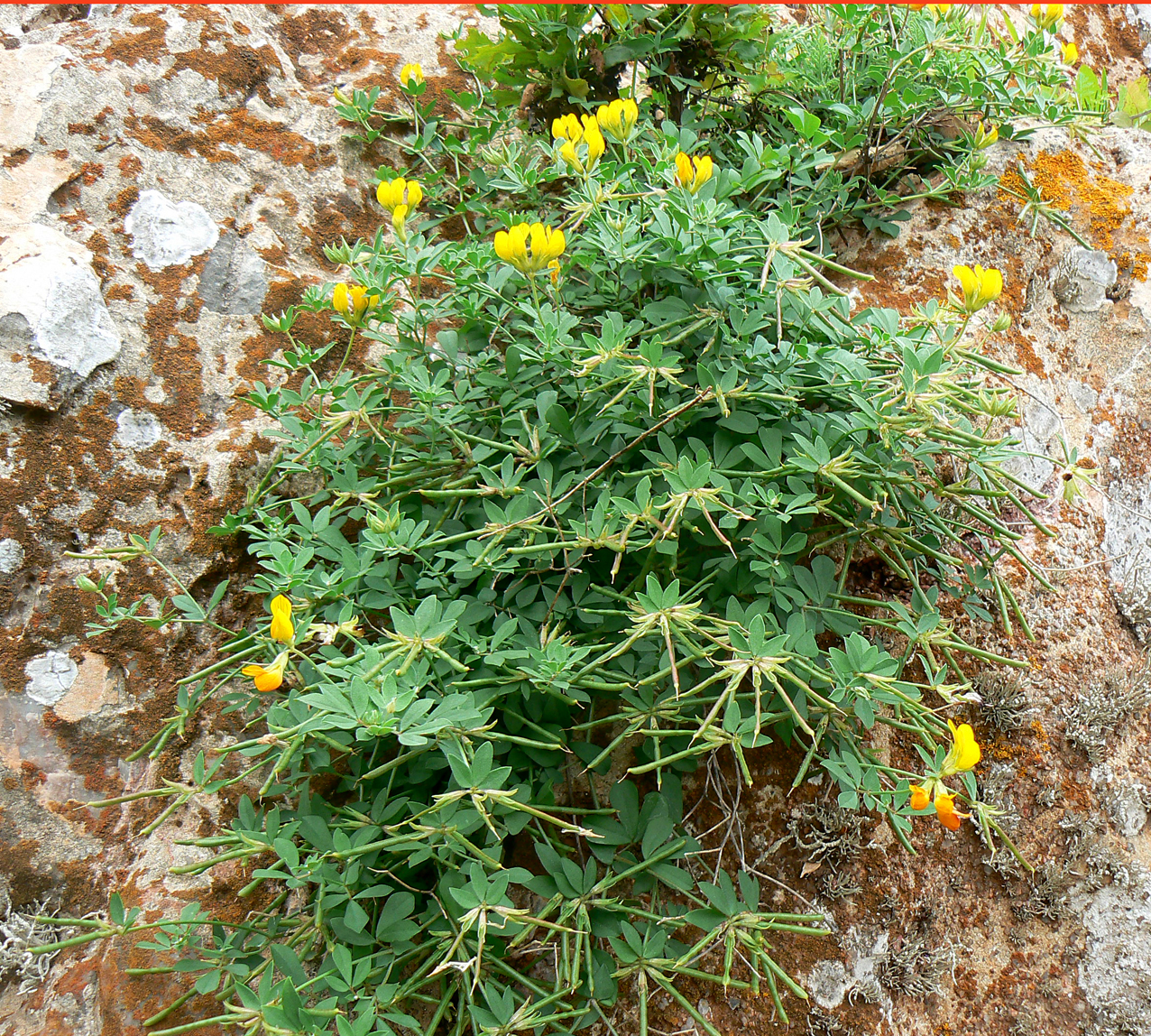 Lotus corniculatus L.