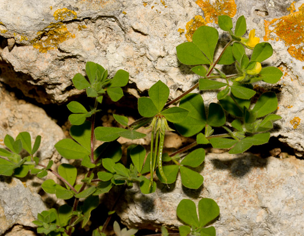 Lotus ornithopodioides L.