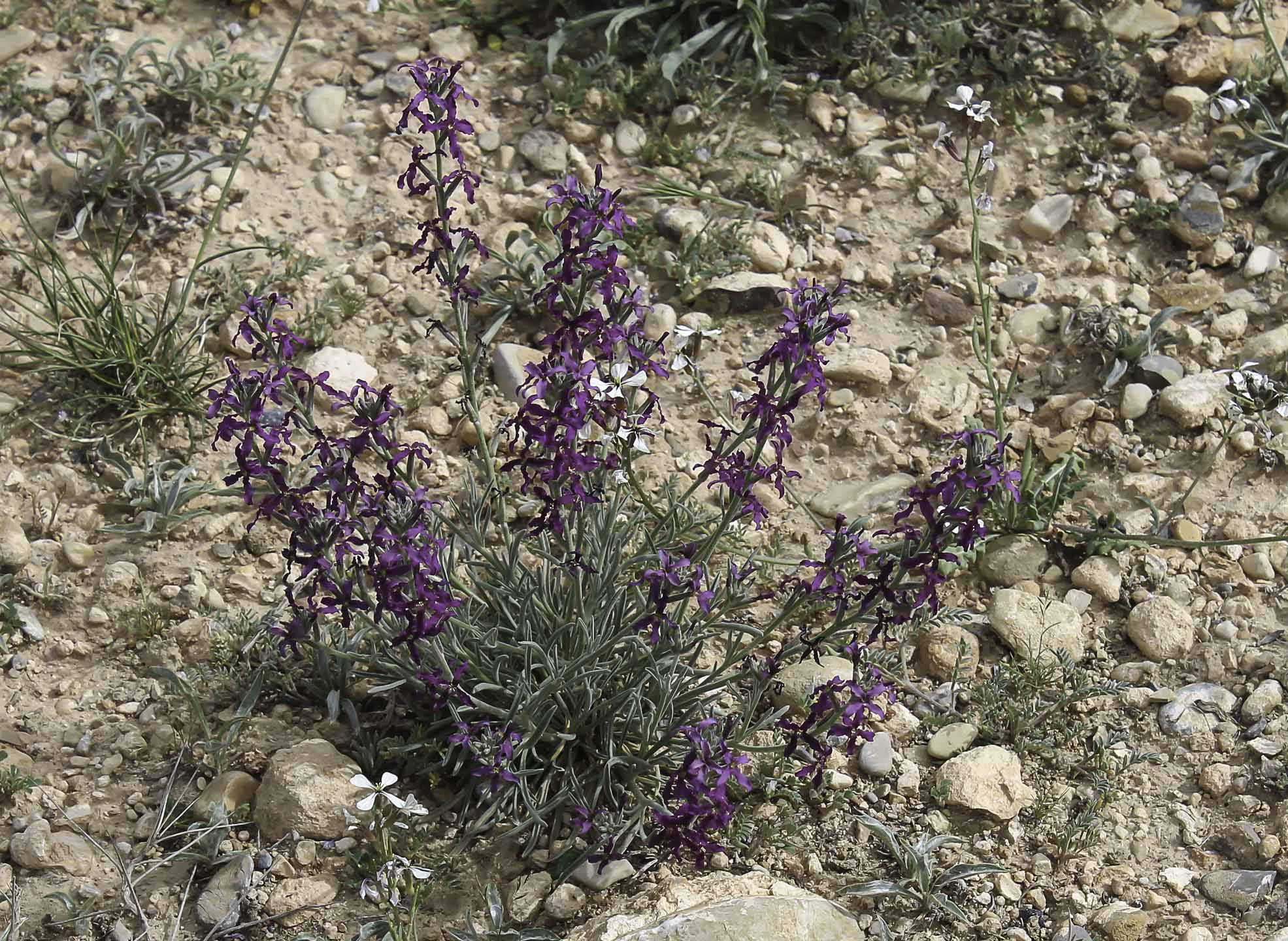 Matthiola fruticulosa (L.) Maire