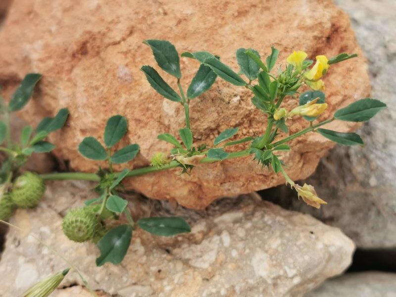 Medicago intertexta (L.) Mill.