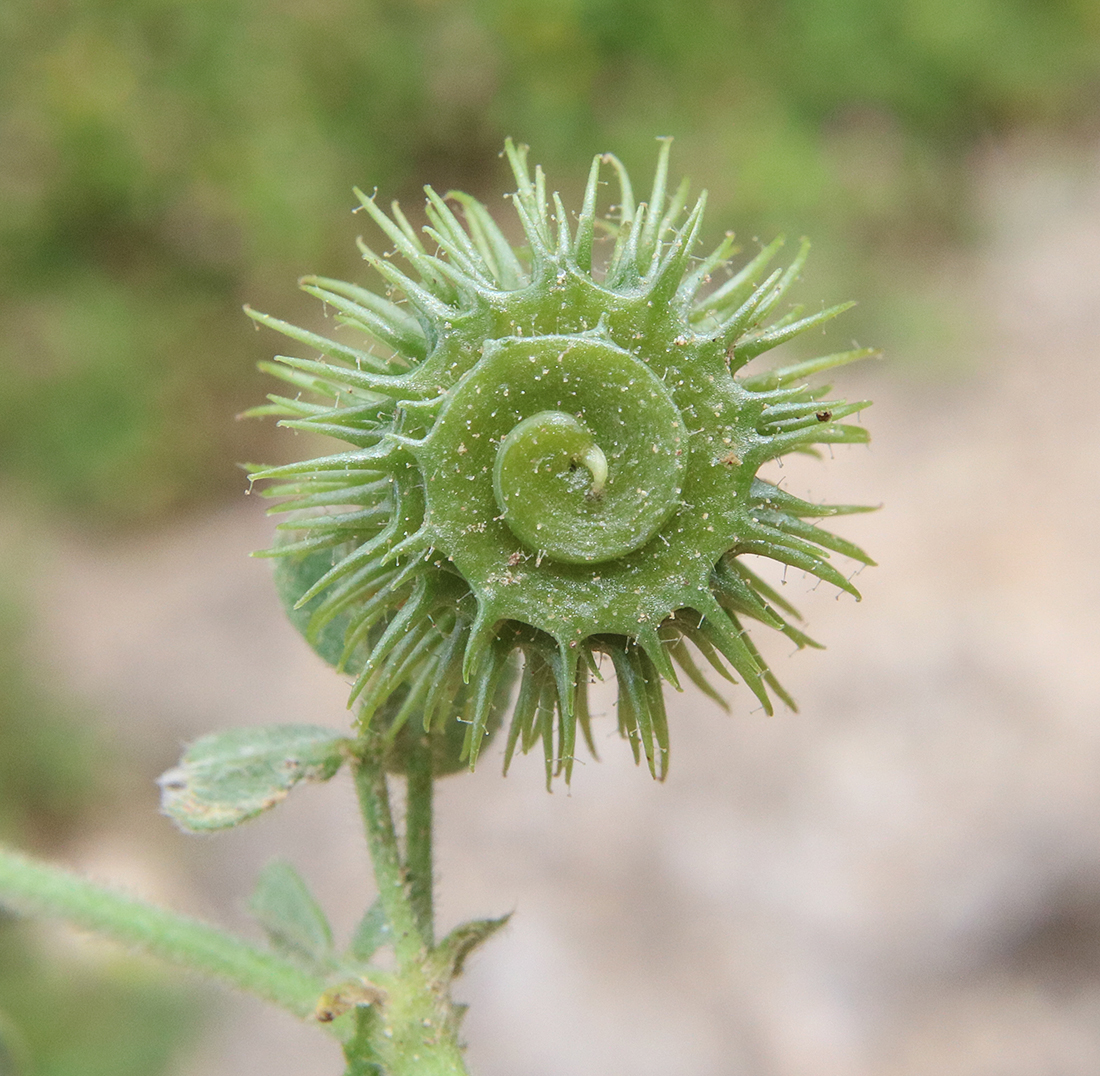 Medicago disciformis DC.