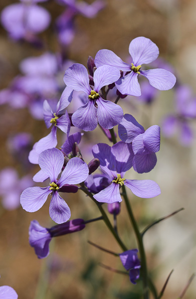 Moricandia arvensis (L.) DC.