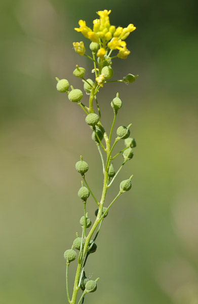 Neslia paniculata (L.) Desv.