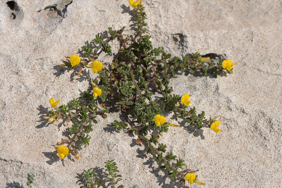 Ononis variegata L.