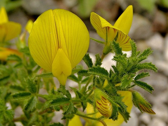 Ononis viscosa L.