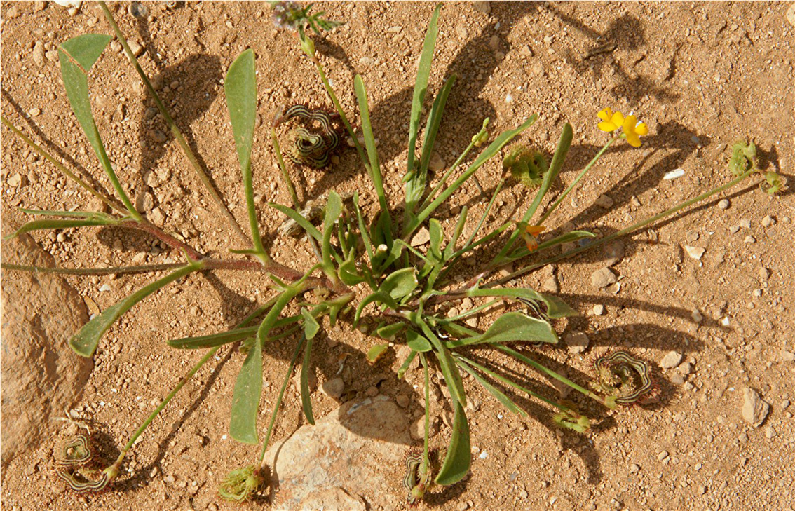 Scorpiurus muricatus L.