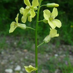 Sisymbrium orientale  L.