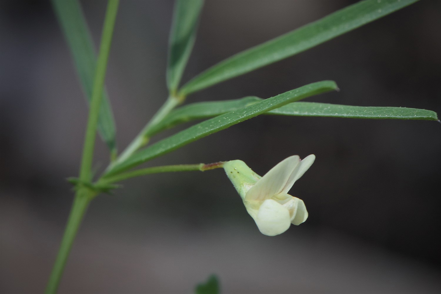 Lathyrus saxatilis (Vent.) Vis.