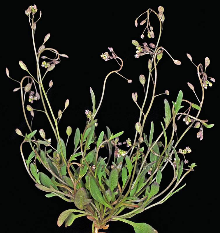 Hornungia procumbens (L.) Hayek