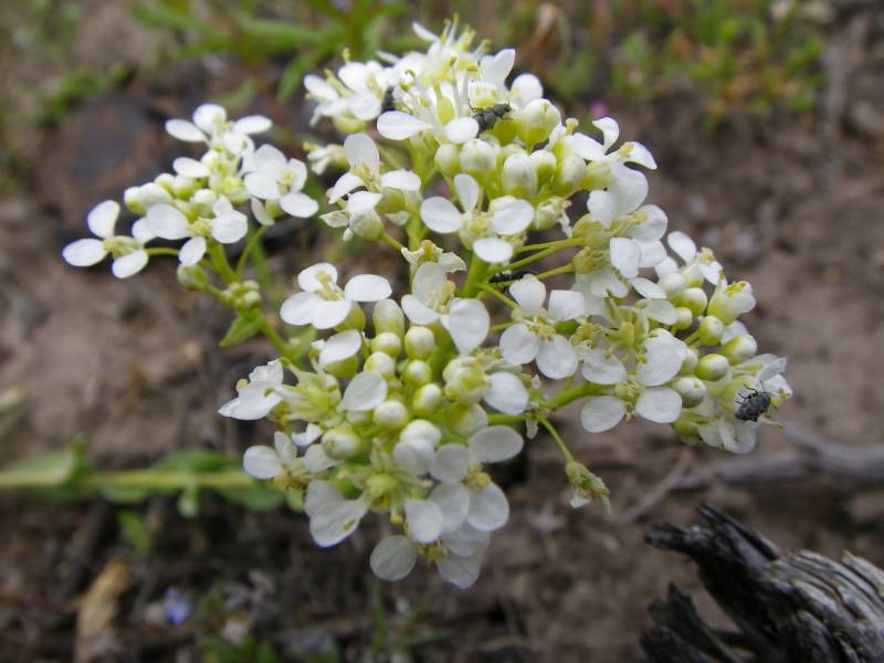 Lepidium draba L.