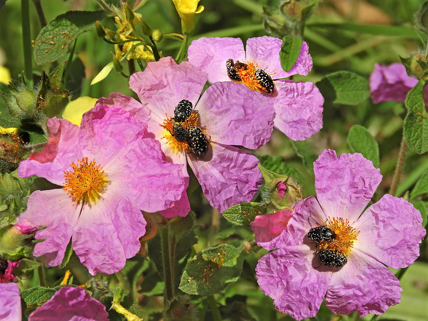Cistus creticus L.