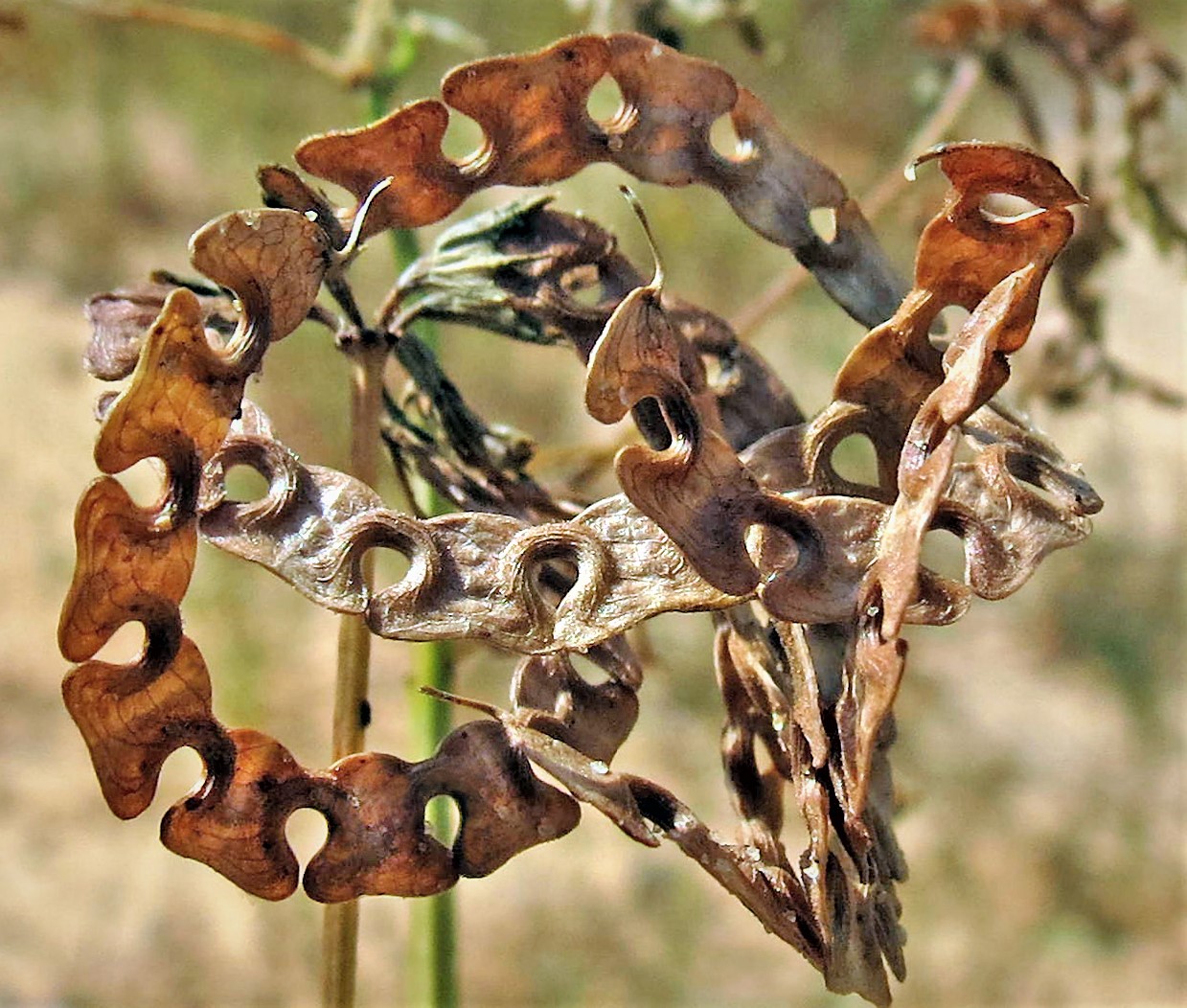 Hippocrepis multisiliquosa L.