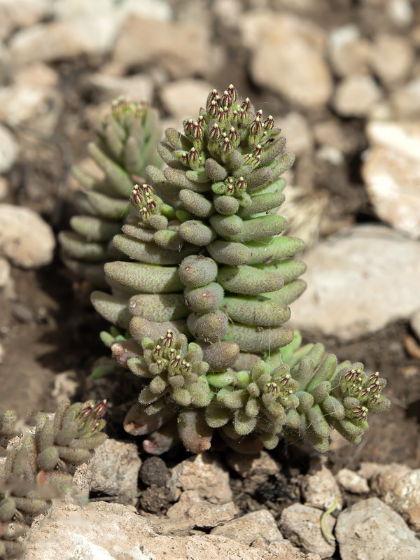 Sedum rubens L.