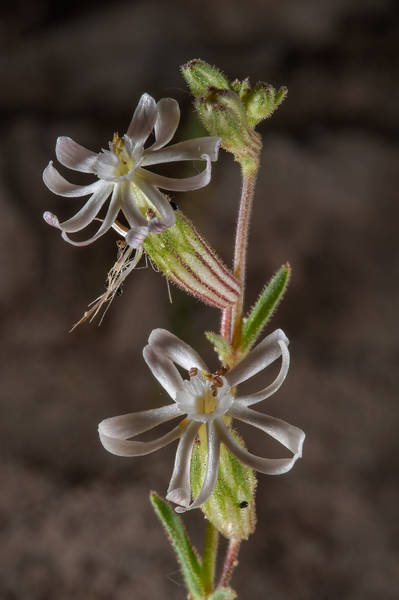 Silene arabica Boiss.