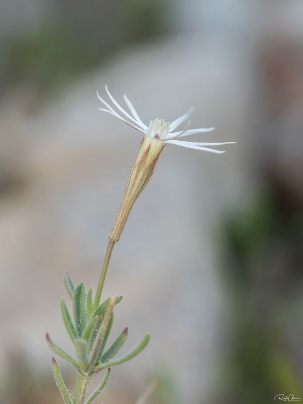 Silene linearis Decne.