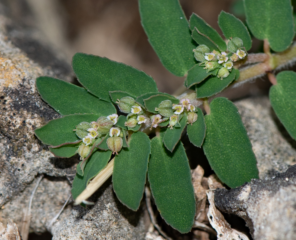 Euphorbia forskaolii J.Gay