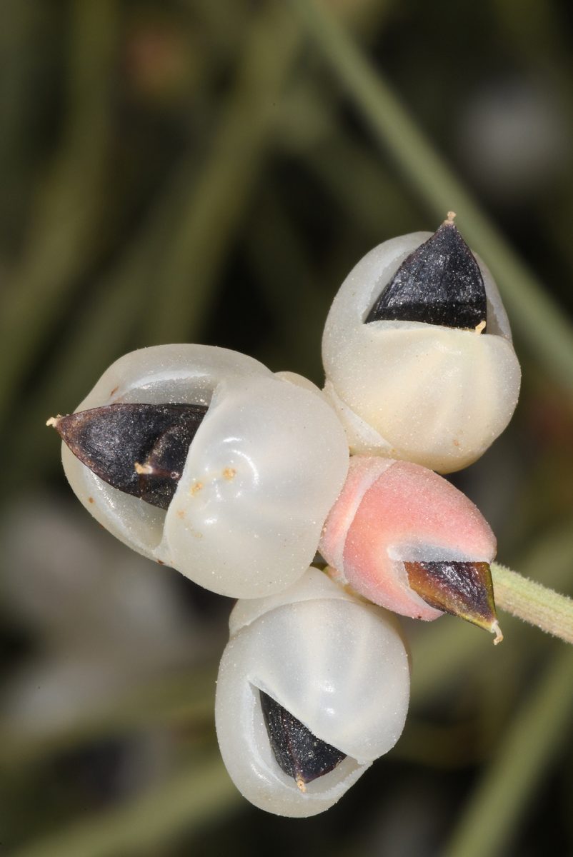 Ephedra ciliata Fisch. & C.A.Mey.