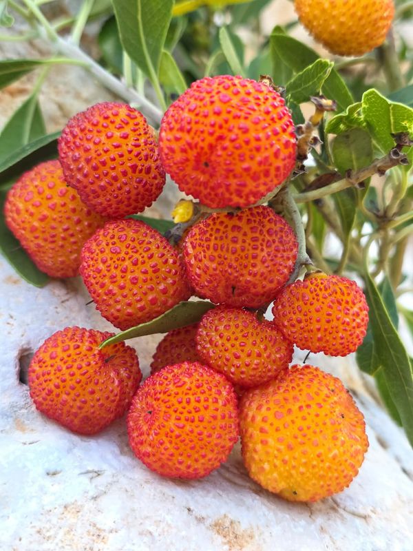 Arbutus pavarii Pamp.