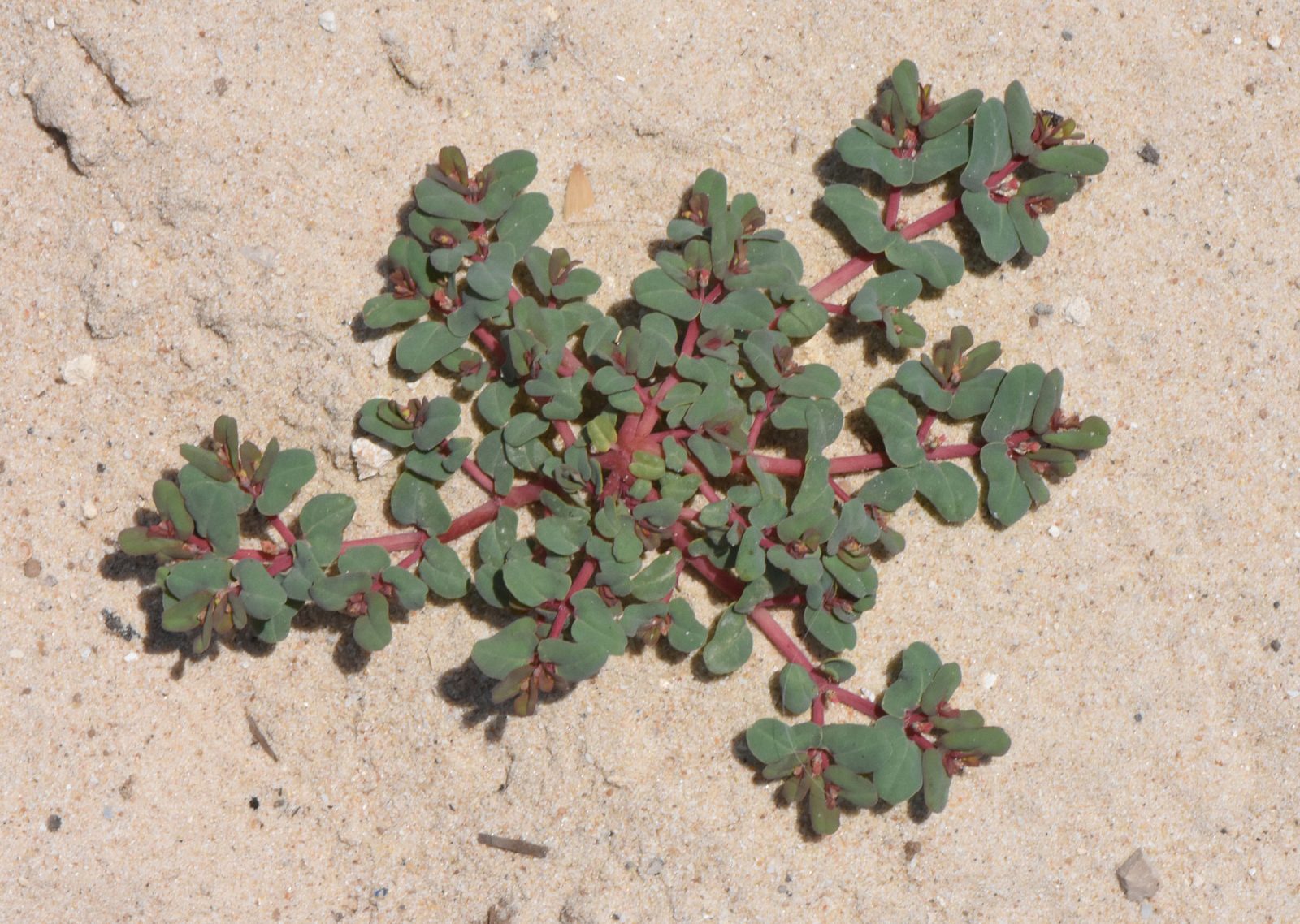 Euphorbia peplis L.