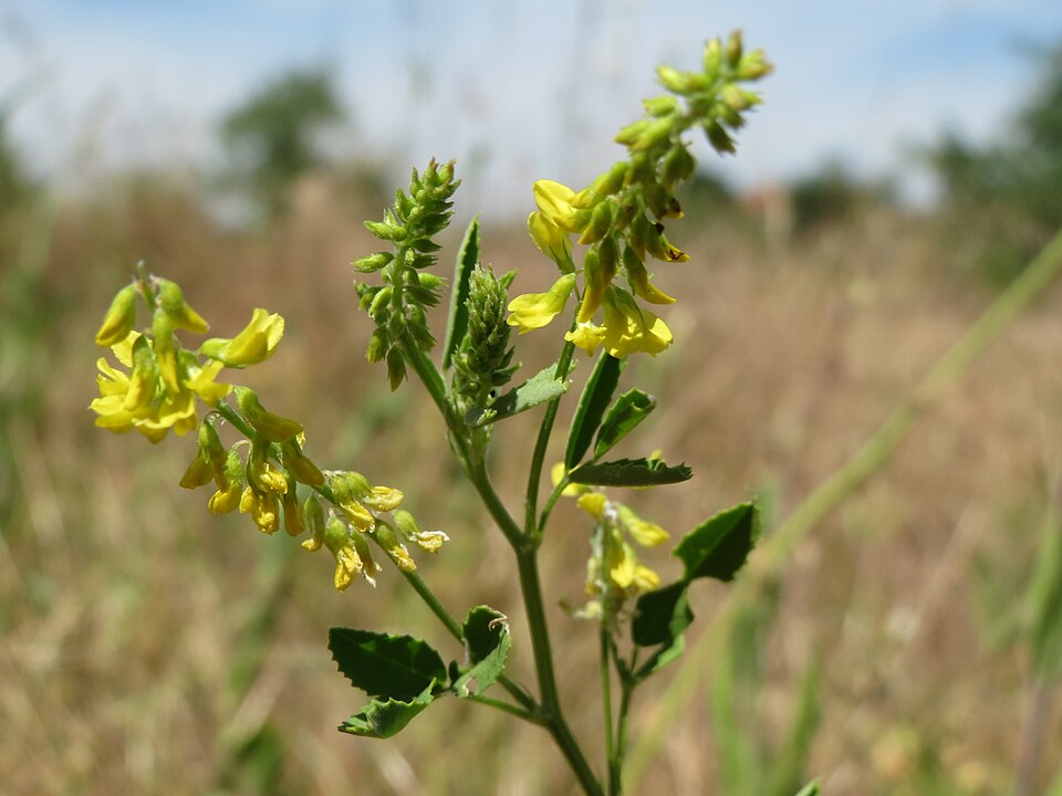 Melilotus officinalis (L.) Lam.