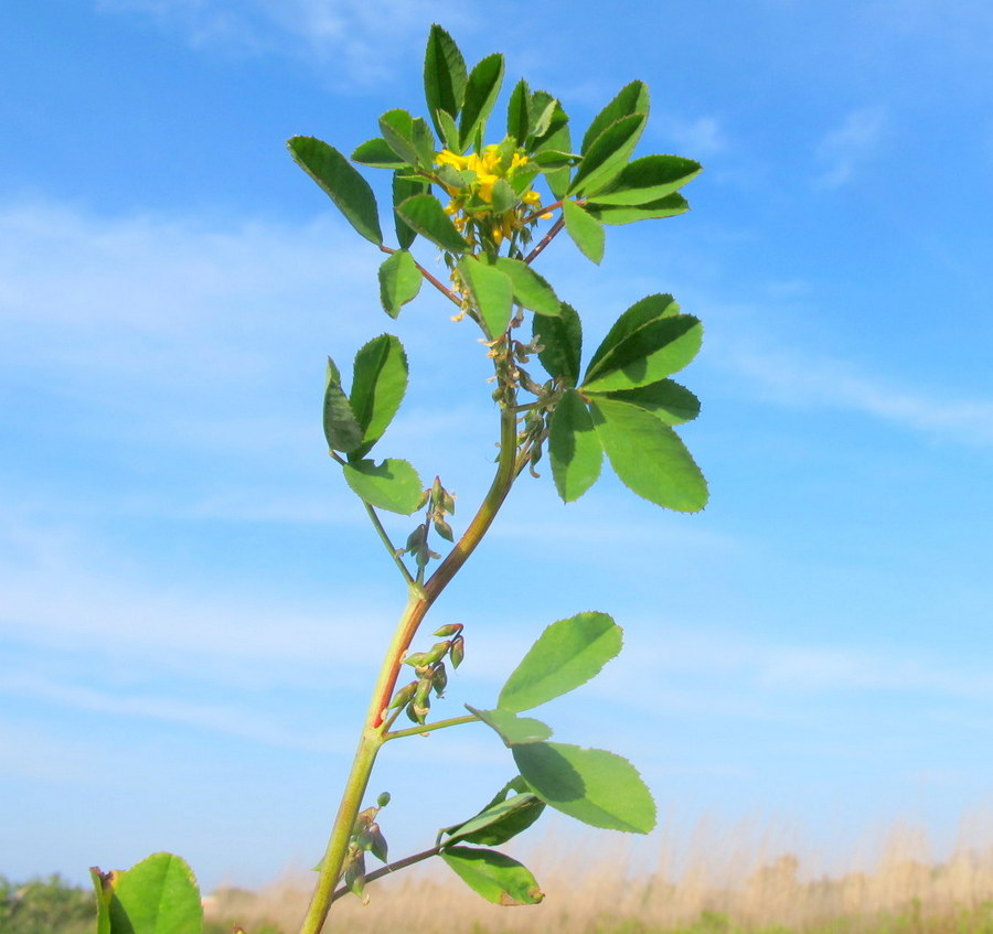 Melilotus siculus (Turra) Steud.