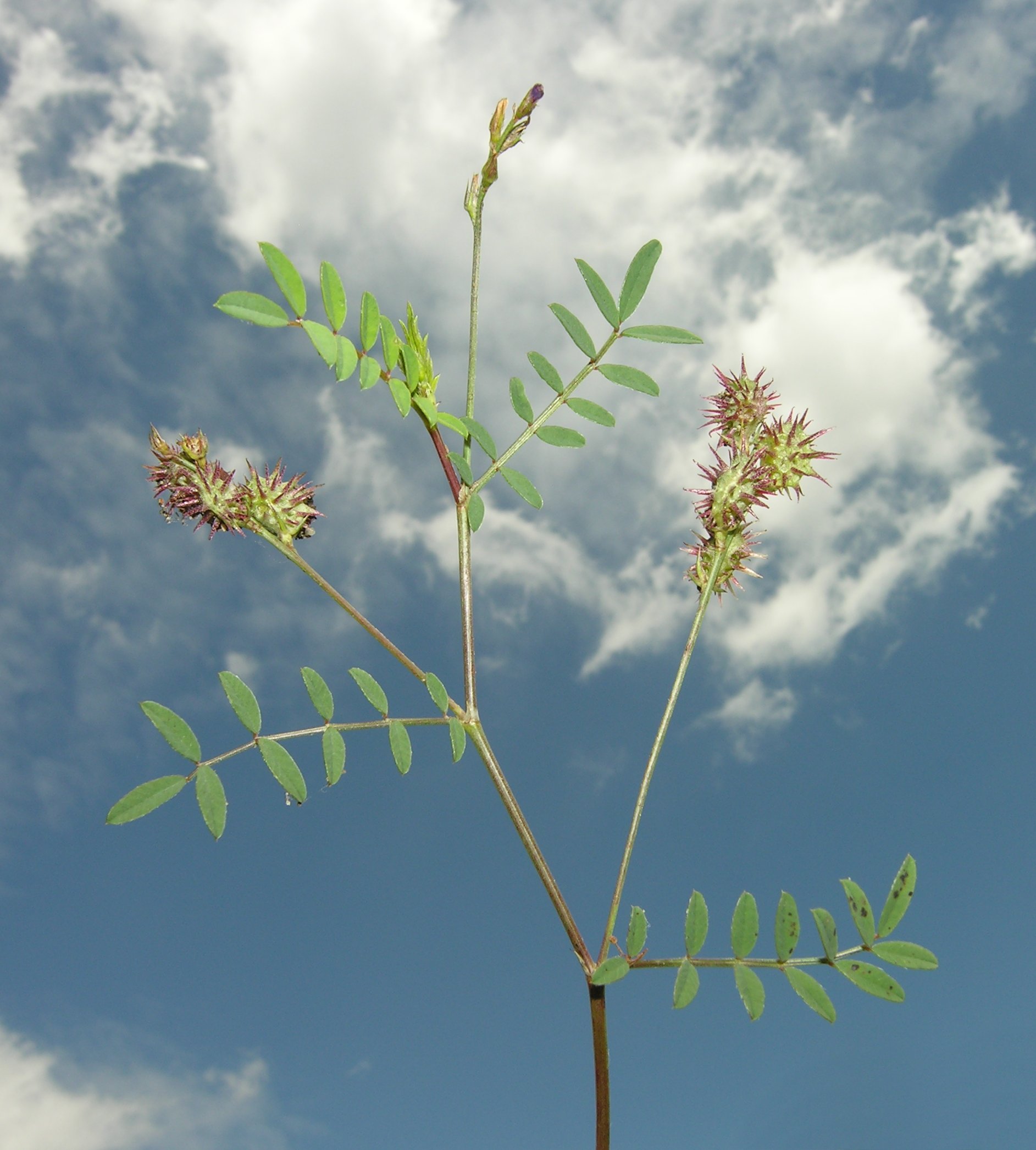 Onobrychis caput-galli (L.) Lam.
